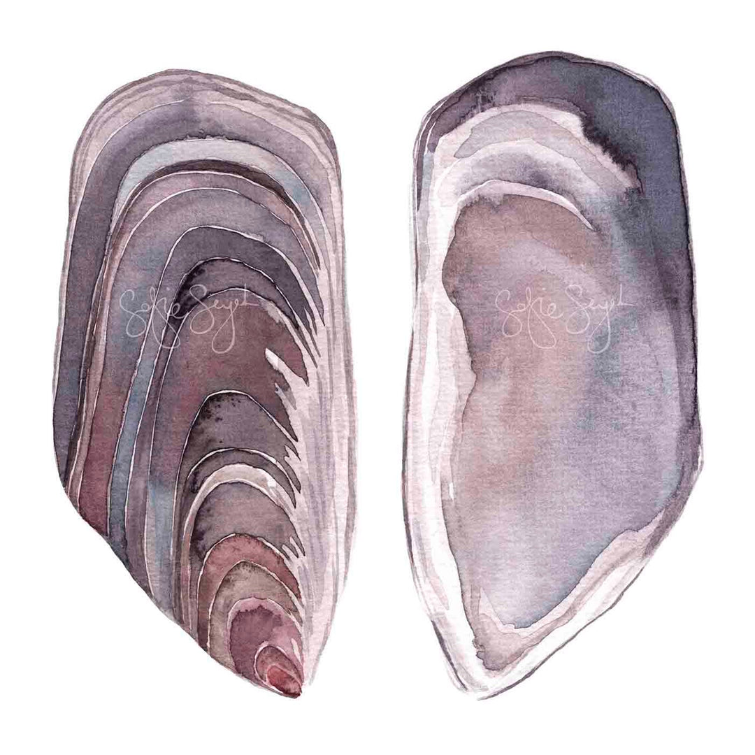 Australian Mussel Shell Watercolour Eco Art Print A4