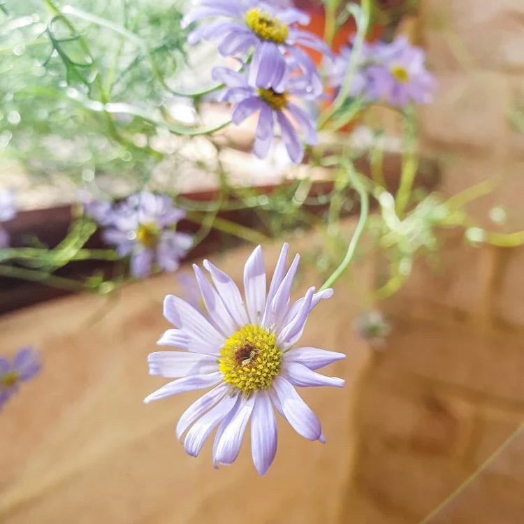 Flower Power Plantable Card