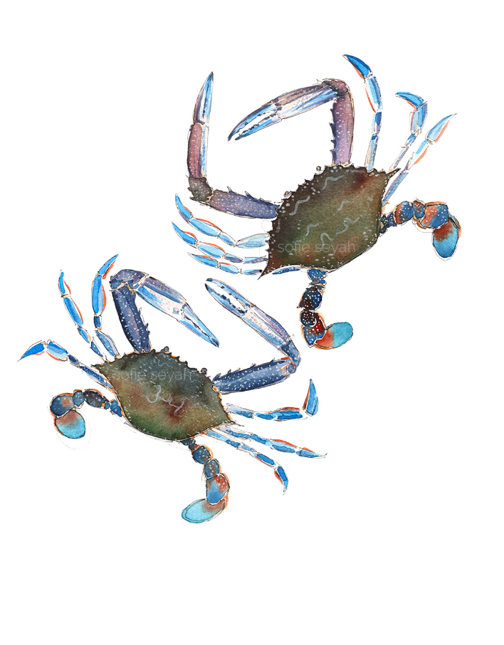 Blue Swimmer Sand Crabs Watercolour Eco Art Print