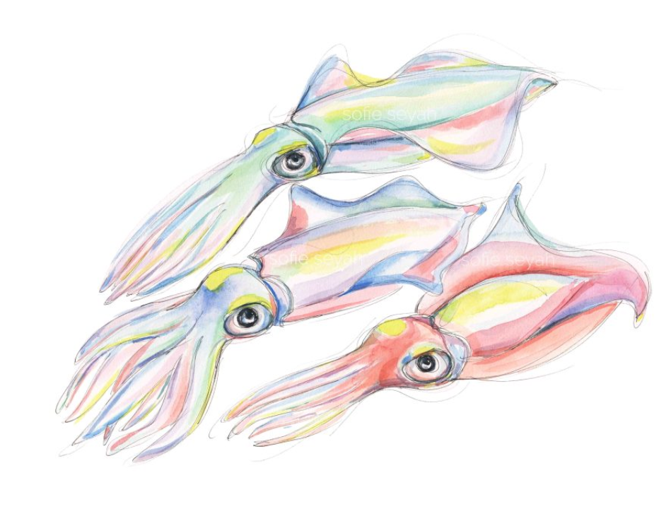 Southern Calamari (Squid) Trio Watercolour Eco Art Print A4
