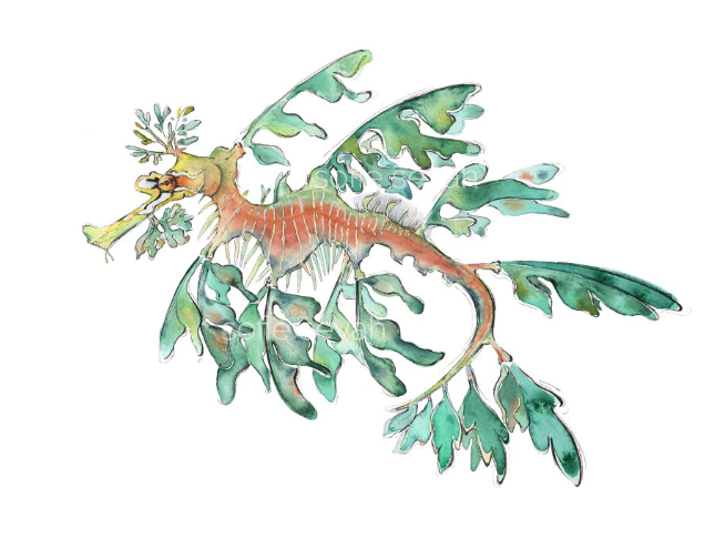 Leafy Seadragon Watercolour Eco Art Print A4