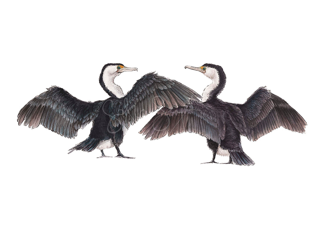 Australian Pied Cormorants Watercolour Eco Art Print