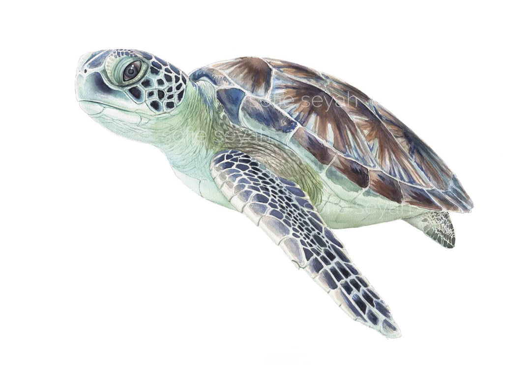 Buyungurra Green Turtle Watercolour Eco Art Print
