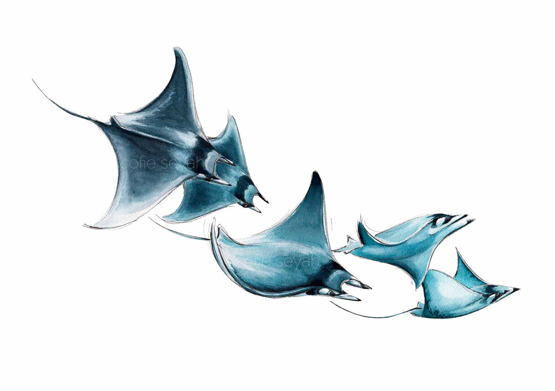 Mobula Rays – Longhorned Pygmy Devil Rays Watercolour Eco Art Print