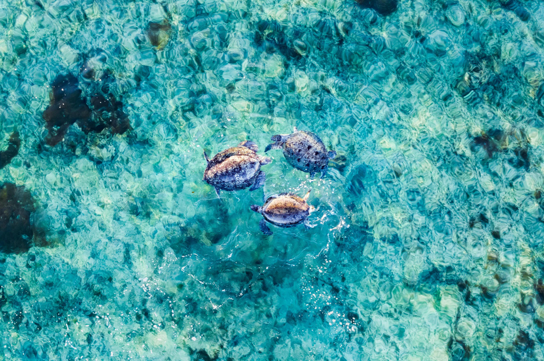 Sixty Summers Exmouth