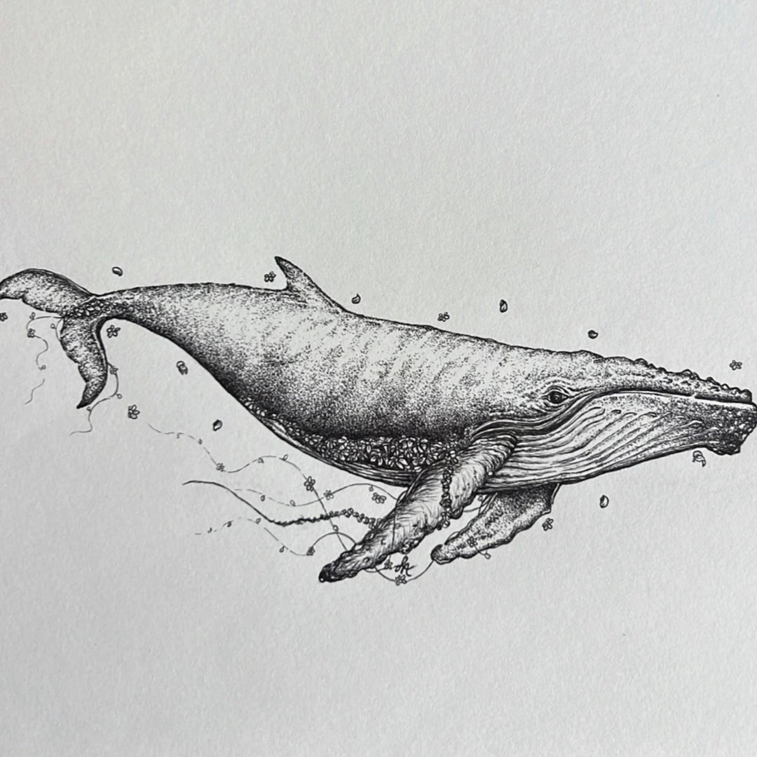Florence the Humpback Whale