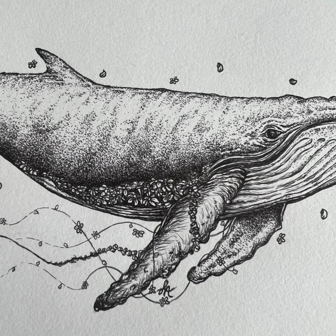 Florence the Humpback Whale
