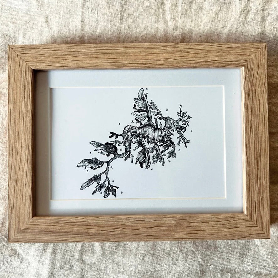 Leafy Sea Dragon