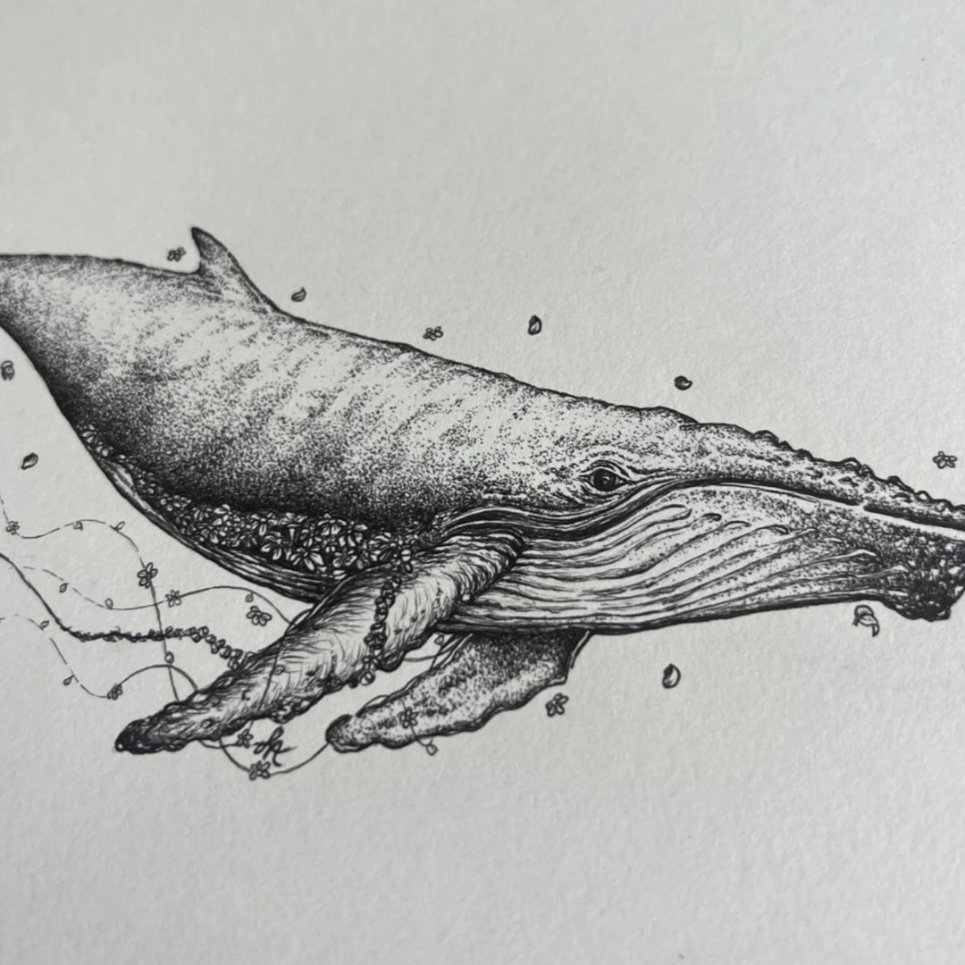 Florence the Humpback Whale