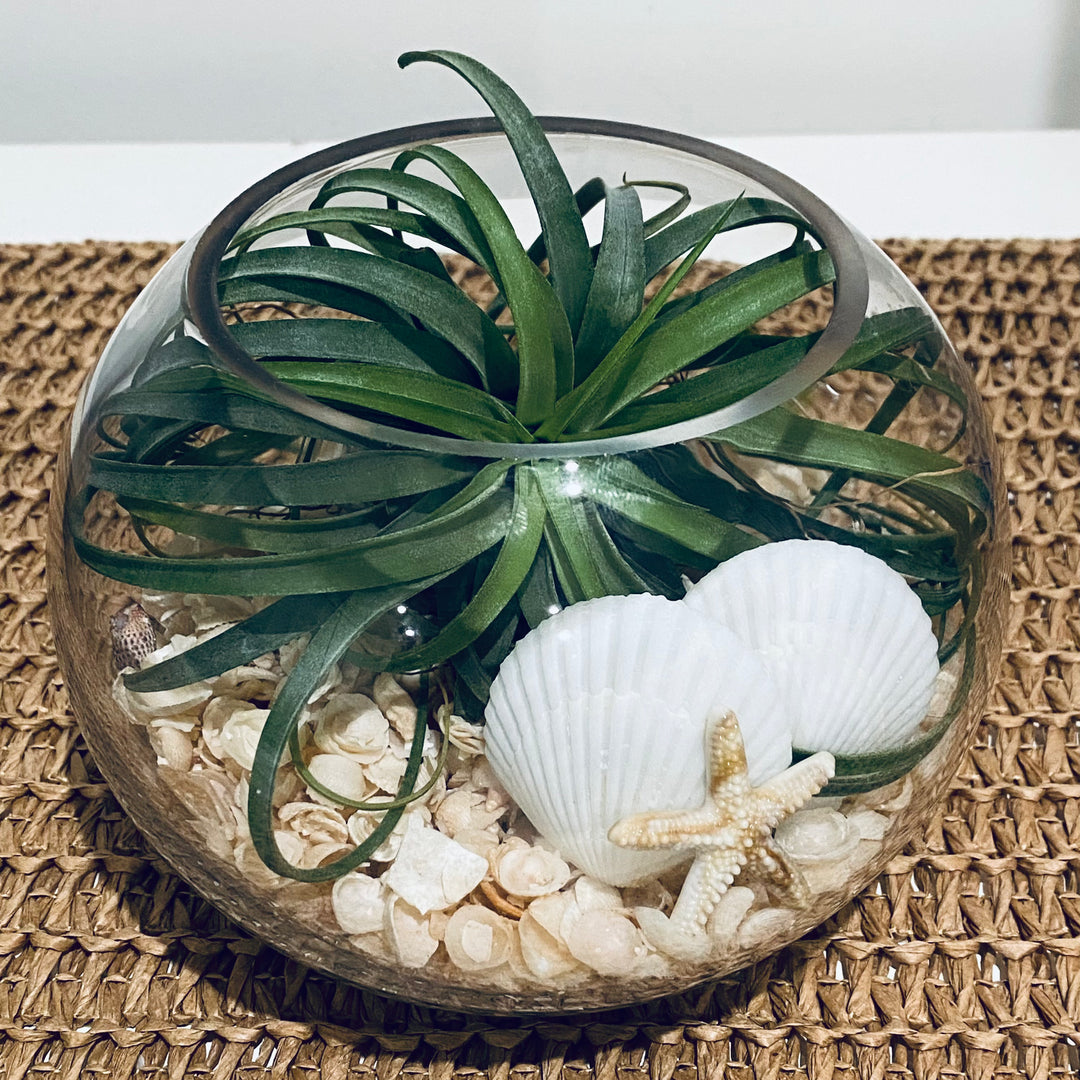 Sea Breeze Air Plant Bowl *Delivery conditions apply