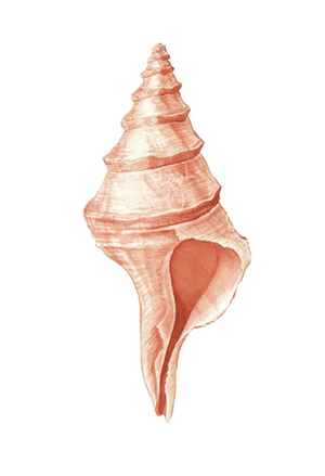 Australian Trumpet Conch Watercolour Eco Art Print A4