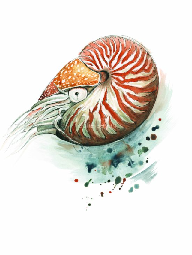 Chambered Nautilus Watercolour Eco Art Print A4