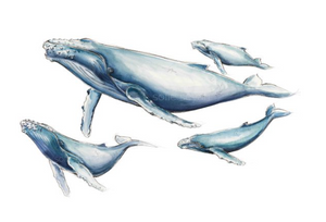 Humpback Whale Family Watercolour Eco Art Print A4