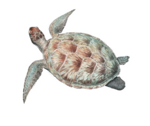 Split Green Turtle Watercolour Eco Art Print