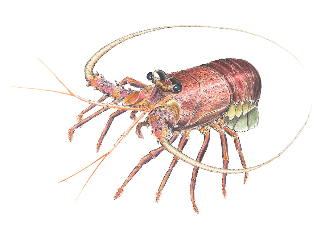 Crayfish Watercolour Eco Art Print A3